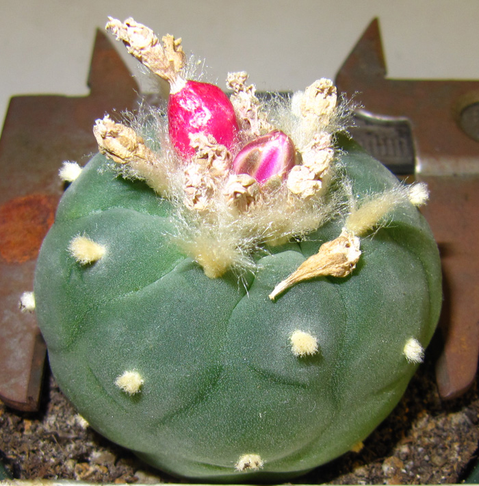 Lophophora Diffusa var. fricii from LaPa seed pod